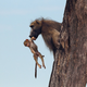 Image for article titled Harrowing Photos Capture Tense Encounter Between Baby Baboon And Lion